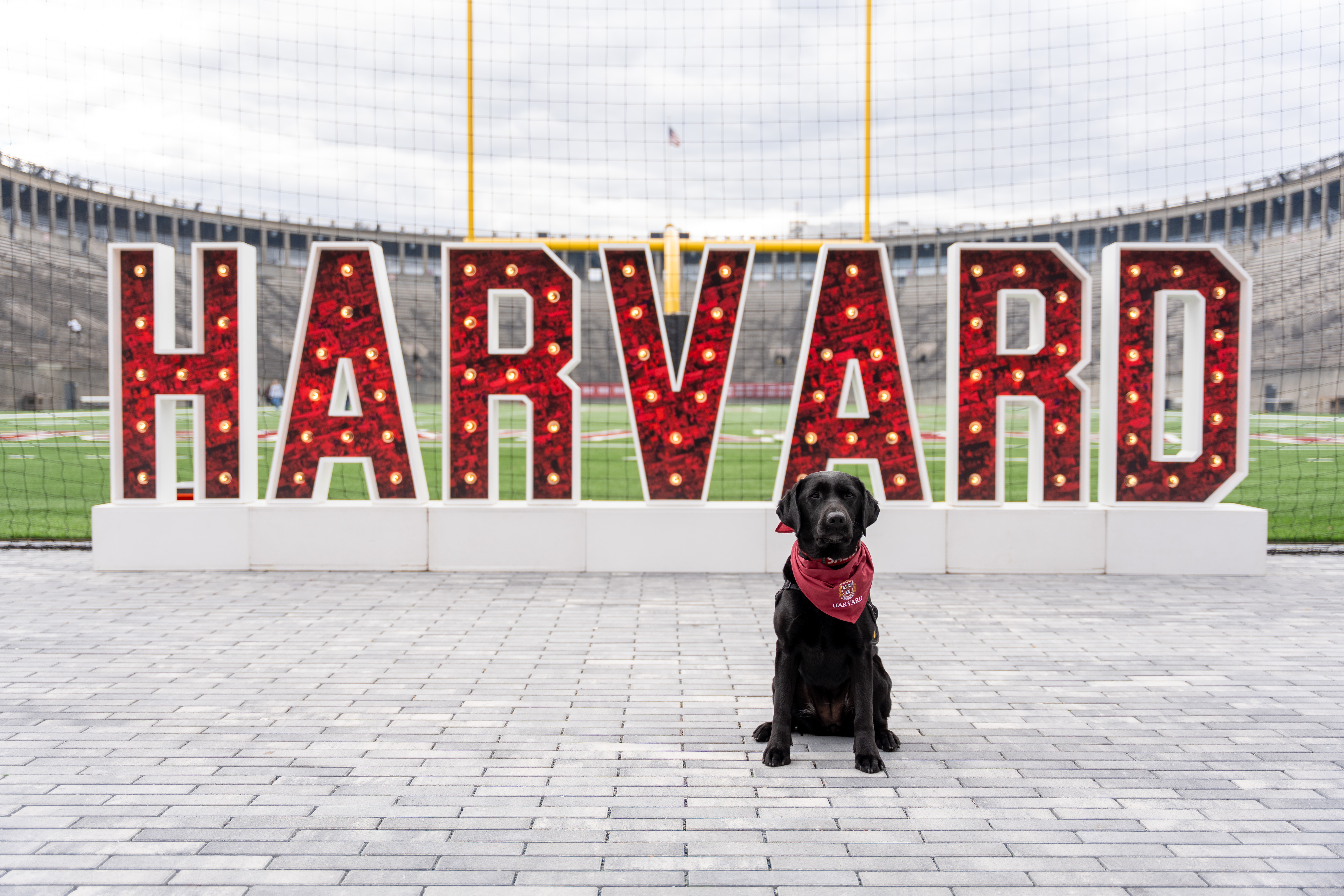 Sasha, the Harvard Community Engagement Dog, in front of Red Harvard Marquee Letters
