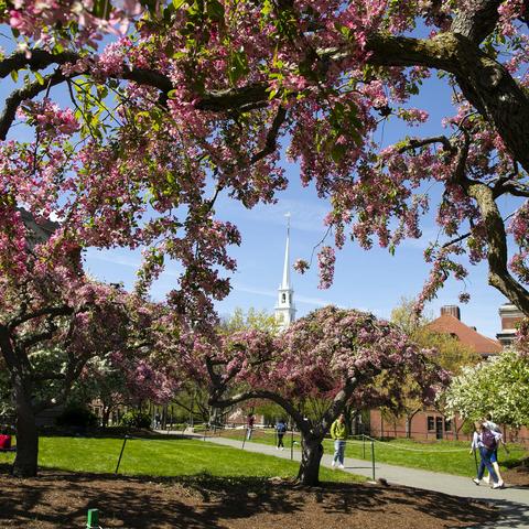 Harvard Yard in the springtime