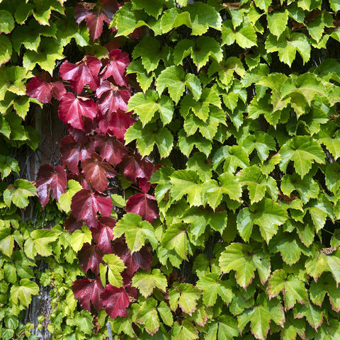 green and crimson ivy vine